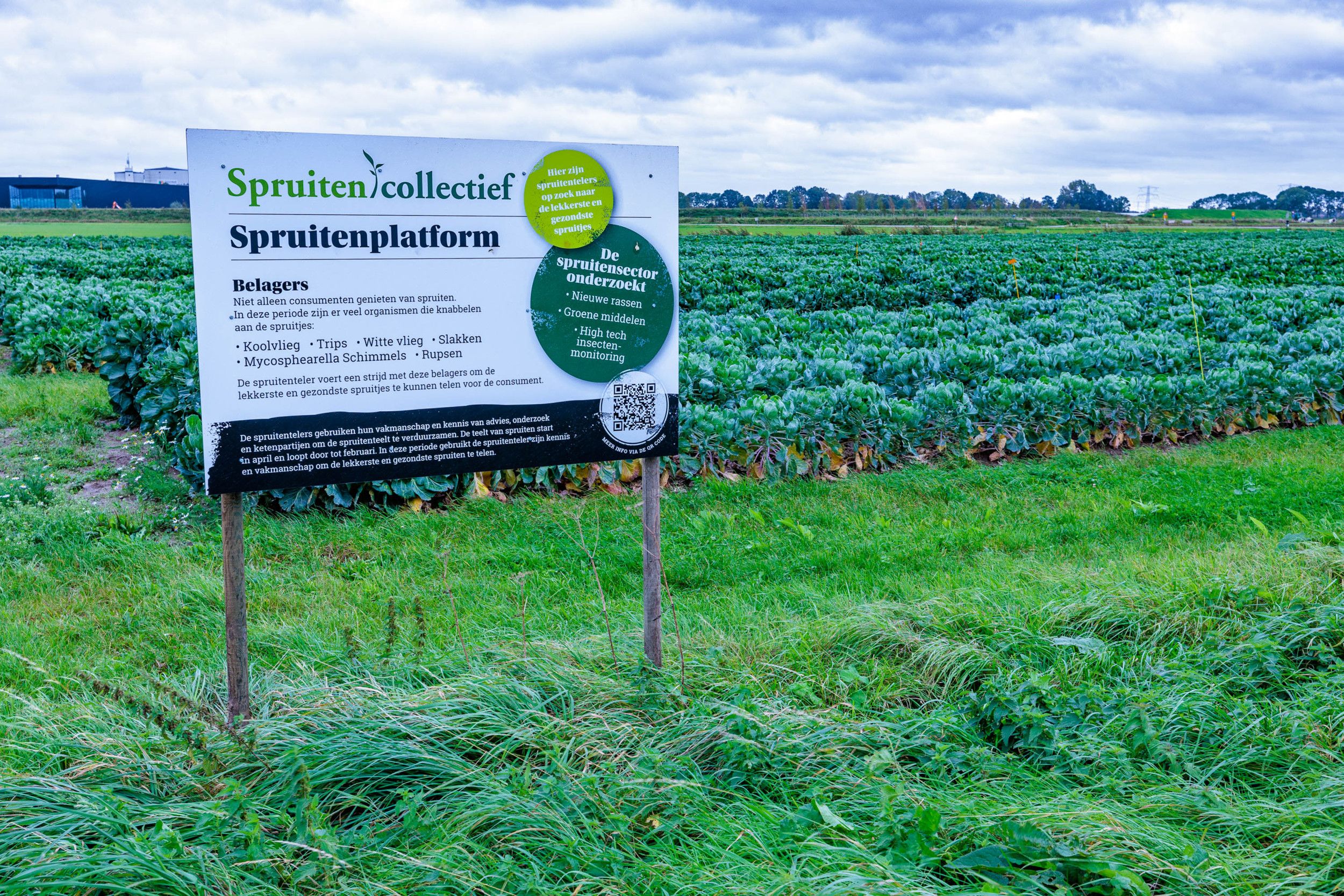 Spruitenonderzoek naar onderdelen verbeterde teelt in Spruitenplatform. Foto: Natalia van Houts