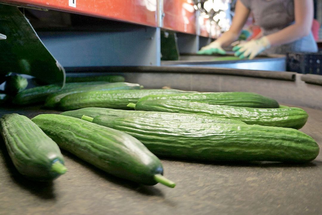 Foto: Gerard Boonekamp