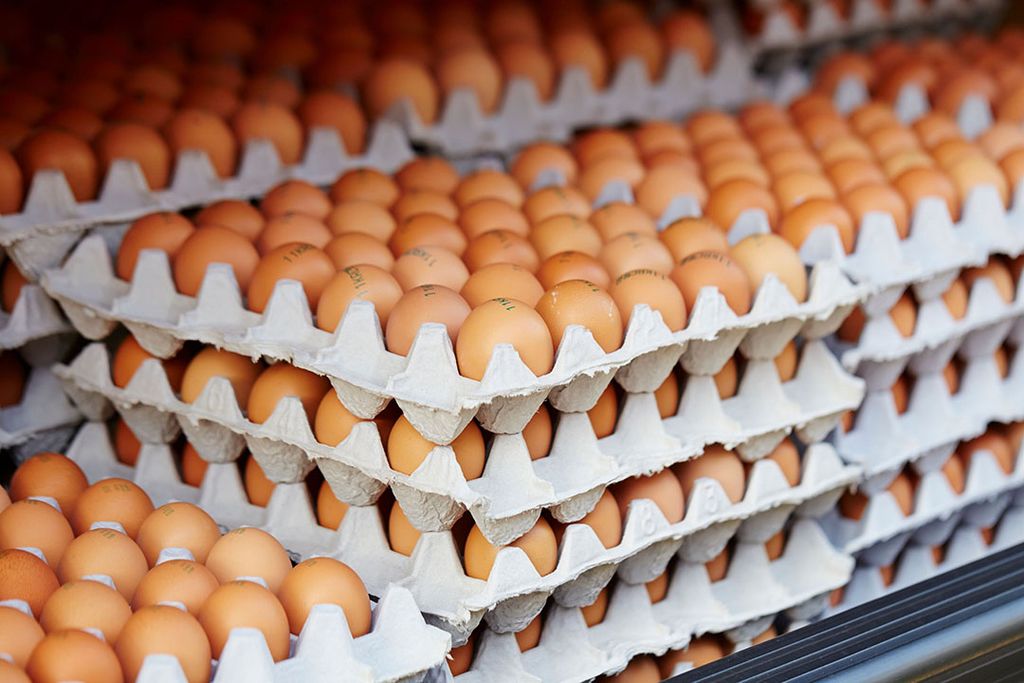 Er word een verdere prijsdaling op de eiermarkt verwacht. Foto: Canva