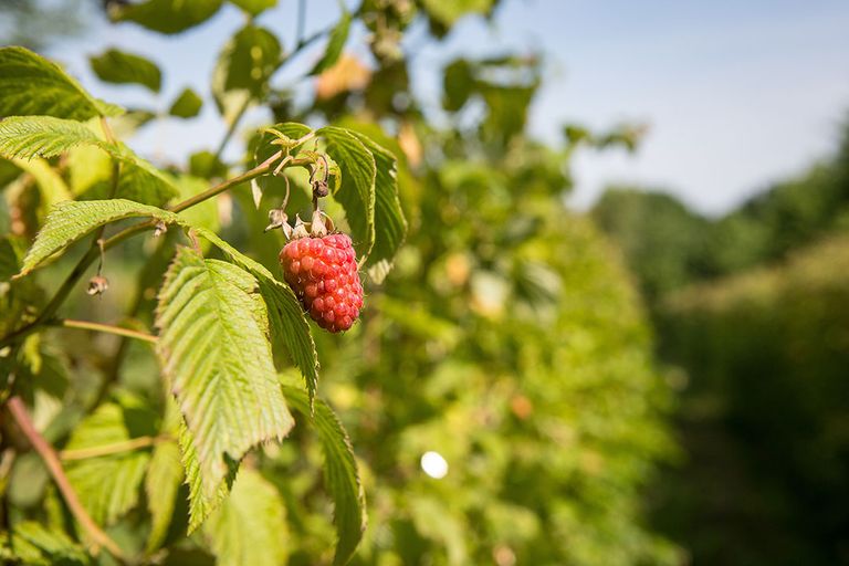 Vooral bij permanente gewassen in de fruit- en wijndruiventeelt heeft de dubbele benutting voor voedsel- en energiedoeleinden een groot potentieel, zo denken de initiatiefnemers. Foto: Peter Roek