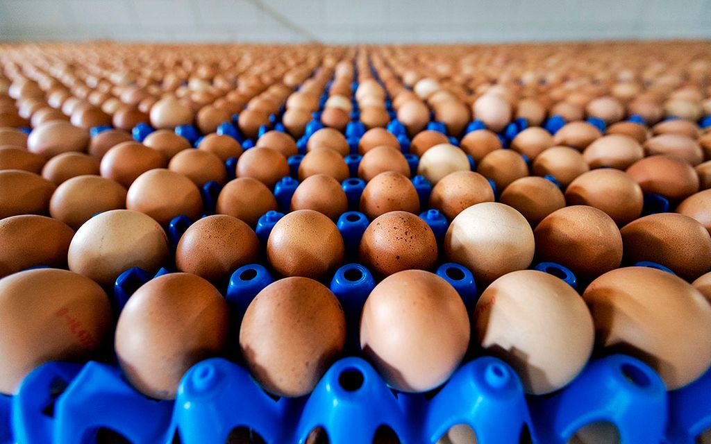 De grootste omzet komt voor rekening van groente en fruit met bij elkaar met ruim € 648 miljoen, gevolgd door zuivel en eieren met bij elkaar € 489 miljoen. Foto: ANP
