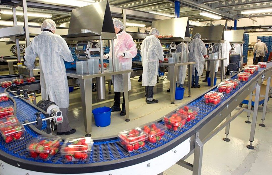 Archiefbeeld van aardbeien sorteren. - Foto: ANP