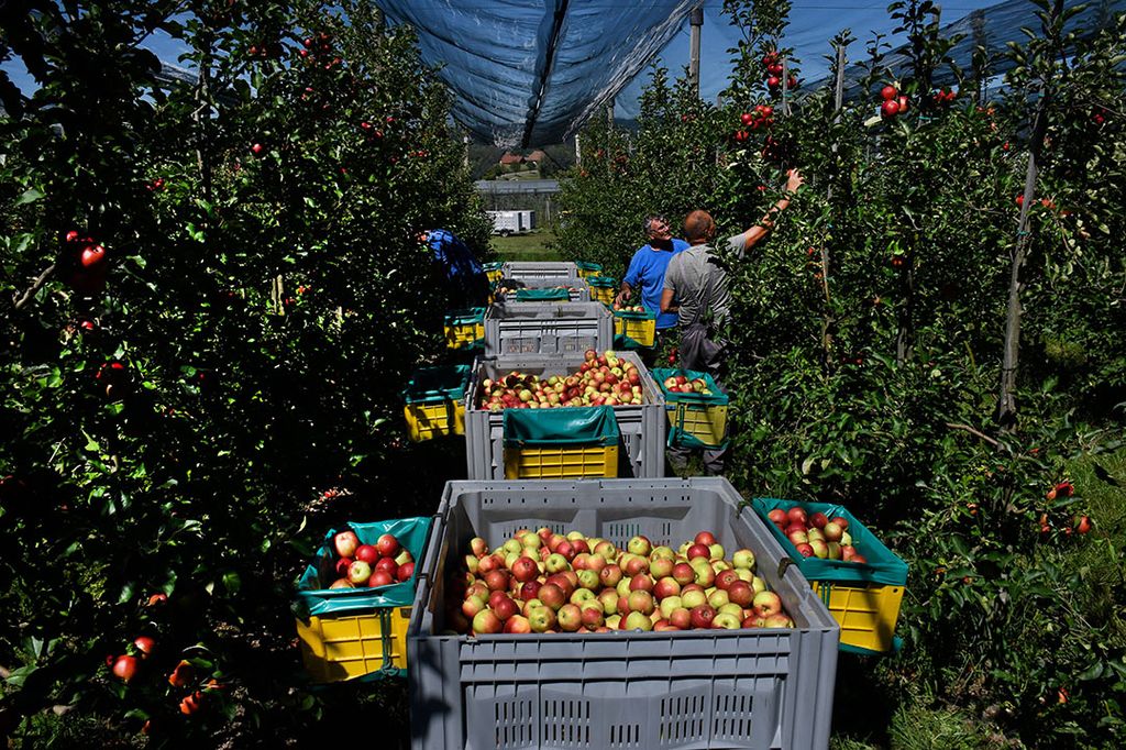 Oogst van Santana-appels. De laagallergene appel is geschikt voor allergietherapie voor veel hooikoortspatiënten. -foto: ANP