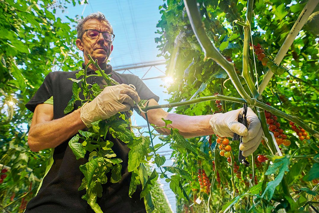 Tomatenoogst is door belichting jaarrond werk. Ook nu dus. - Foto: Van Assendelft Fotografie