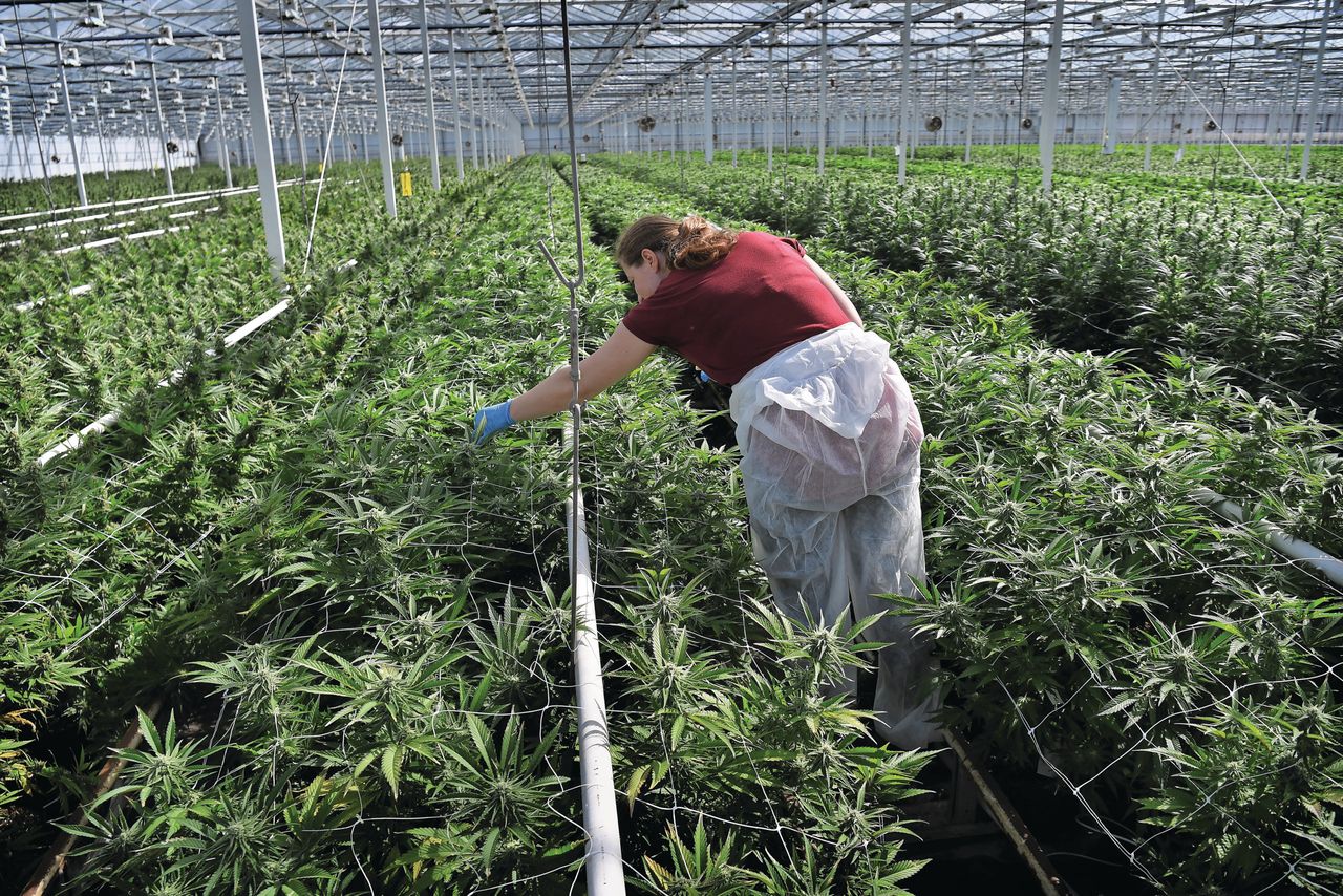 Teelt van cannabis in de oude tomatenkas in Hellevoetsluit. Foto: ANP