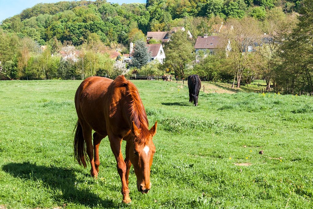 In de Vallee de Chevreuse op zo’n uurtje van Parijs wil de schatrijke zakenman Xavier Niel de grootste agrarische school ter wereld starten. Foto: Canva