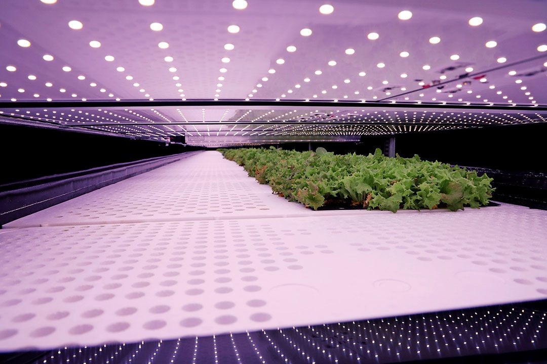 Nordic Harvest vertical farm bij Kopenhagen in Denemarken. - Foto: TIM BARSOE/Reuters/ANP