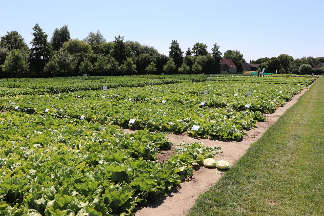 Nieuwigheden demoveld Rijk Zwaan