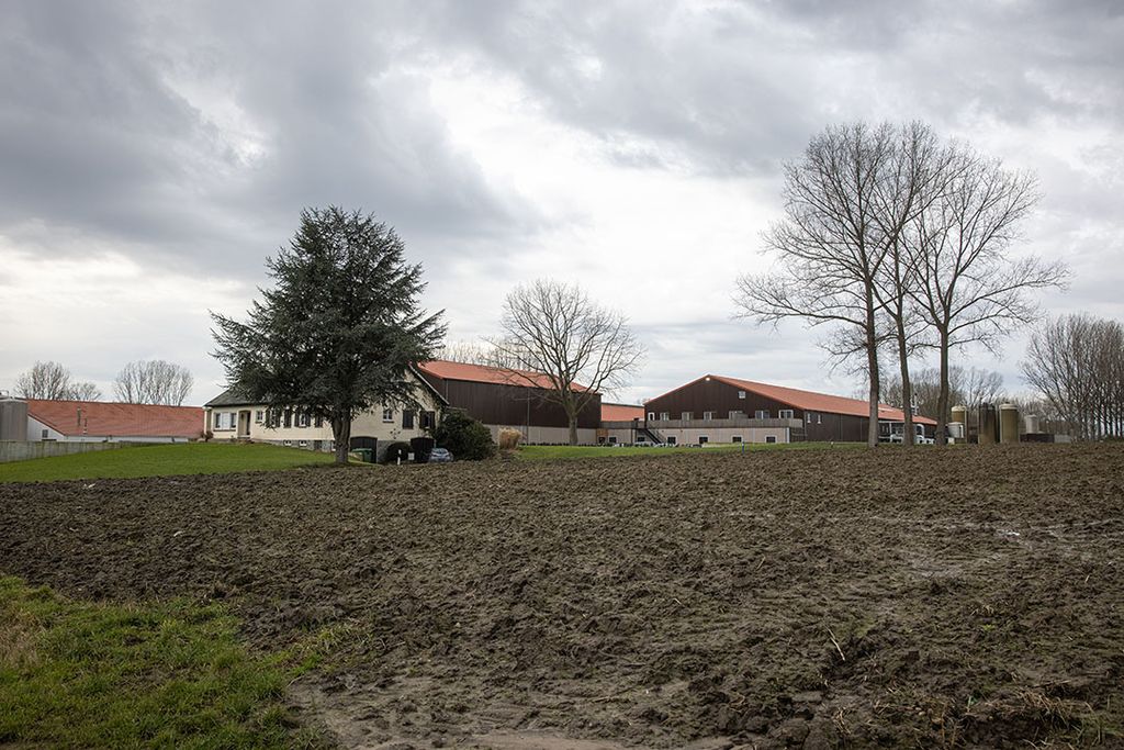 De Hollebeekhoeve is een melkveebedrijf met 250 koeien plus een zuivelfabriek in Kruibeke, onder de rook van Antwerpen. - Foto: Peter Roek
