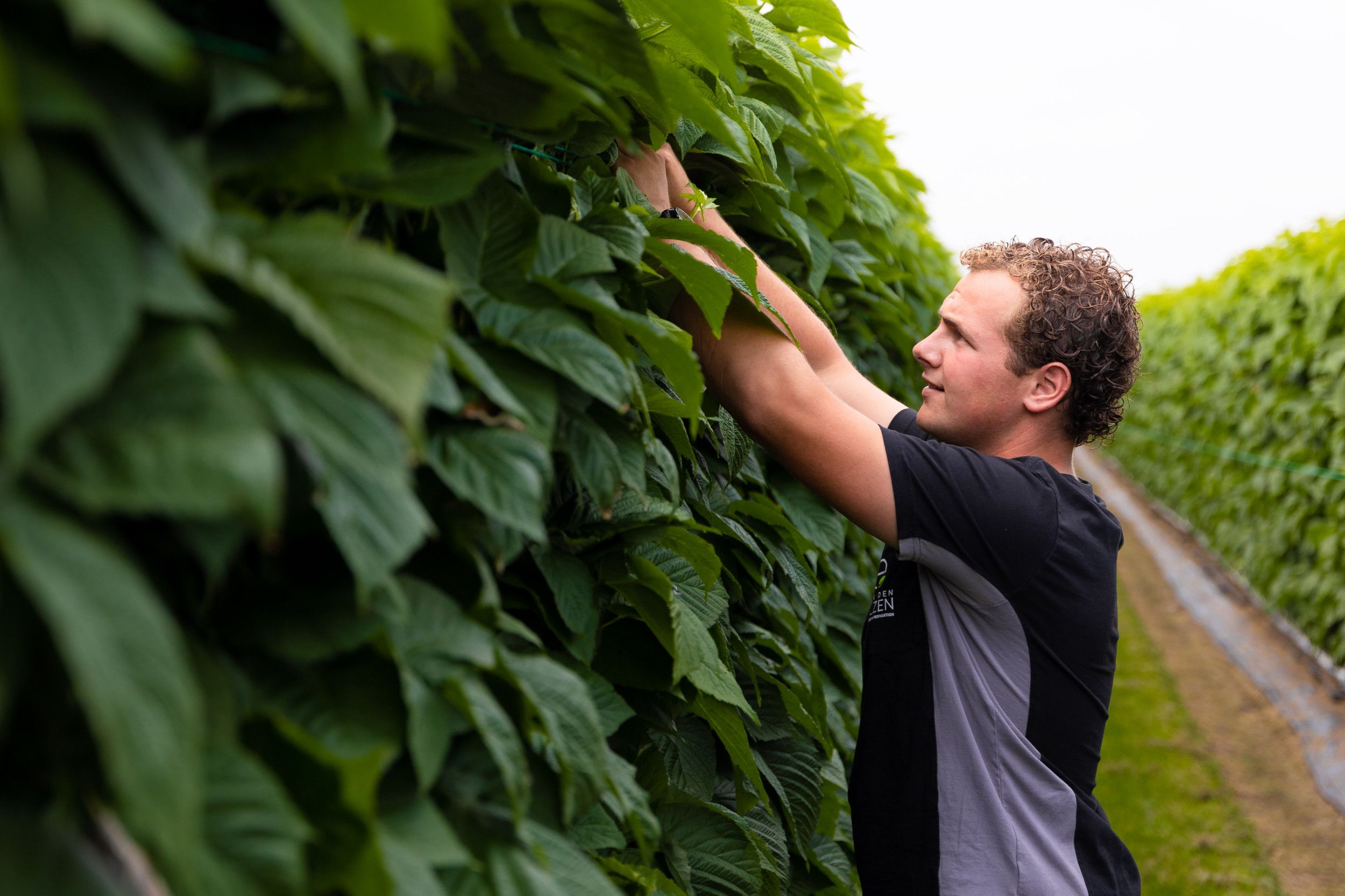 In Meierijstad zijn grote distributiecentra van Jumbo en Sligro gevestigd en ook grote tuinbouwbedrijven waaronder plantenkwekerij Van den Elzen Plants. Foto: Van den Elzen Plants