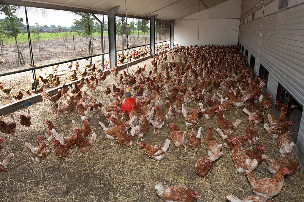 Biologisch pluimveebedrijf. - Foto: Ronald Hissink