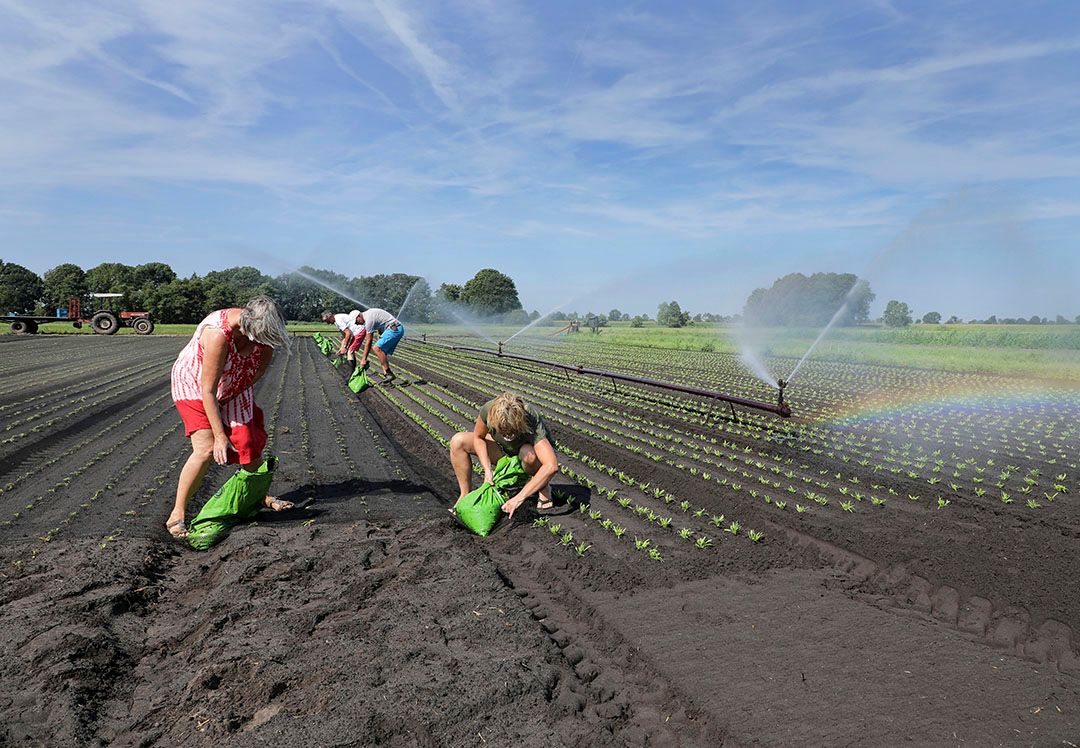 Beregenen van bladgewassen. - Foto: Ruud Ploeg