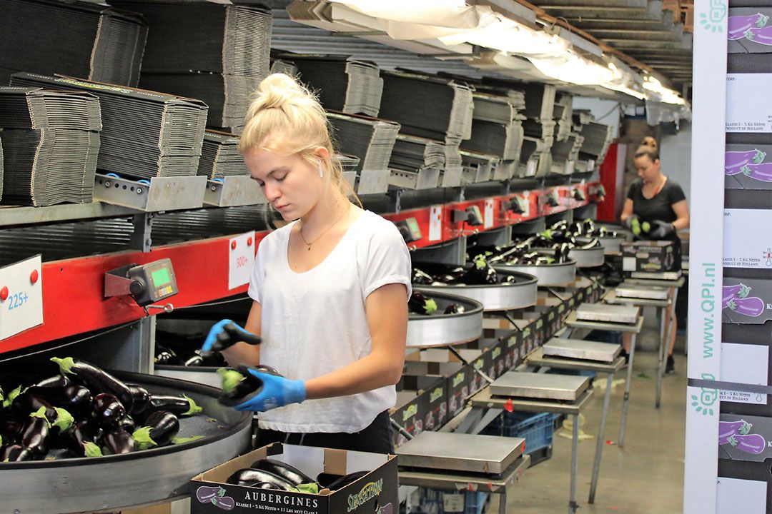 Iedereen die een beetje gemotiveerd is, is volgens Glastuinbouw Nederland welkom om aubergines te komen sorteren. - Foto: Ton van der Scheer