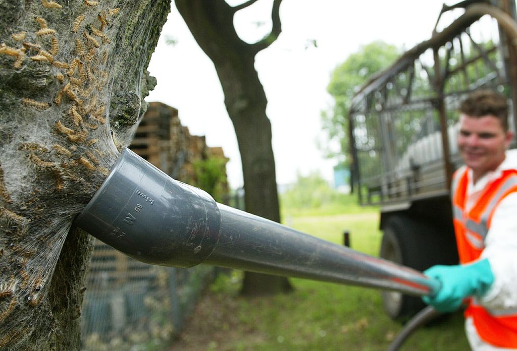 De eikenprocessierups zorgt volgens de frambozenteler voor nog meer schade dan de bomen toch al opleverden aan zijn teelt. - Foto: Vidiphoto.