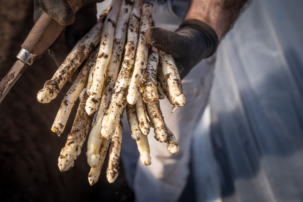 Dit jaar is de slogan van de aspergecampagne: ‘Mmmm asperges, lekker, vers en veelzijdig’. – Foto: Bert Jansen