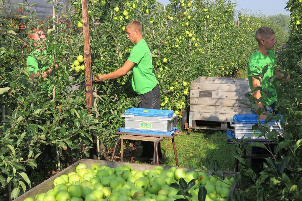 Fruitoogst is typisch voorbeeld van seizoensarbeid. - Foto: Ton van der Scheer