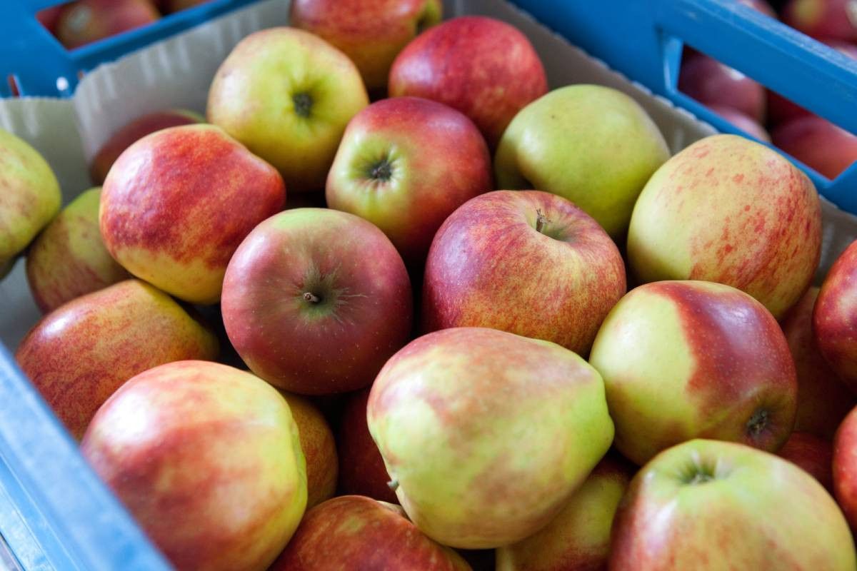 Appels zijn nieuw in de Agro-Nutri Monitor die voor de vierde keer wordt gedaan. Foto: Jan Willem Schouten