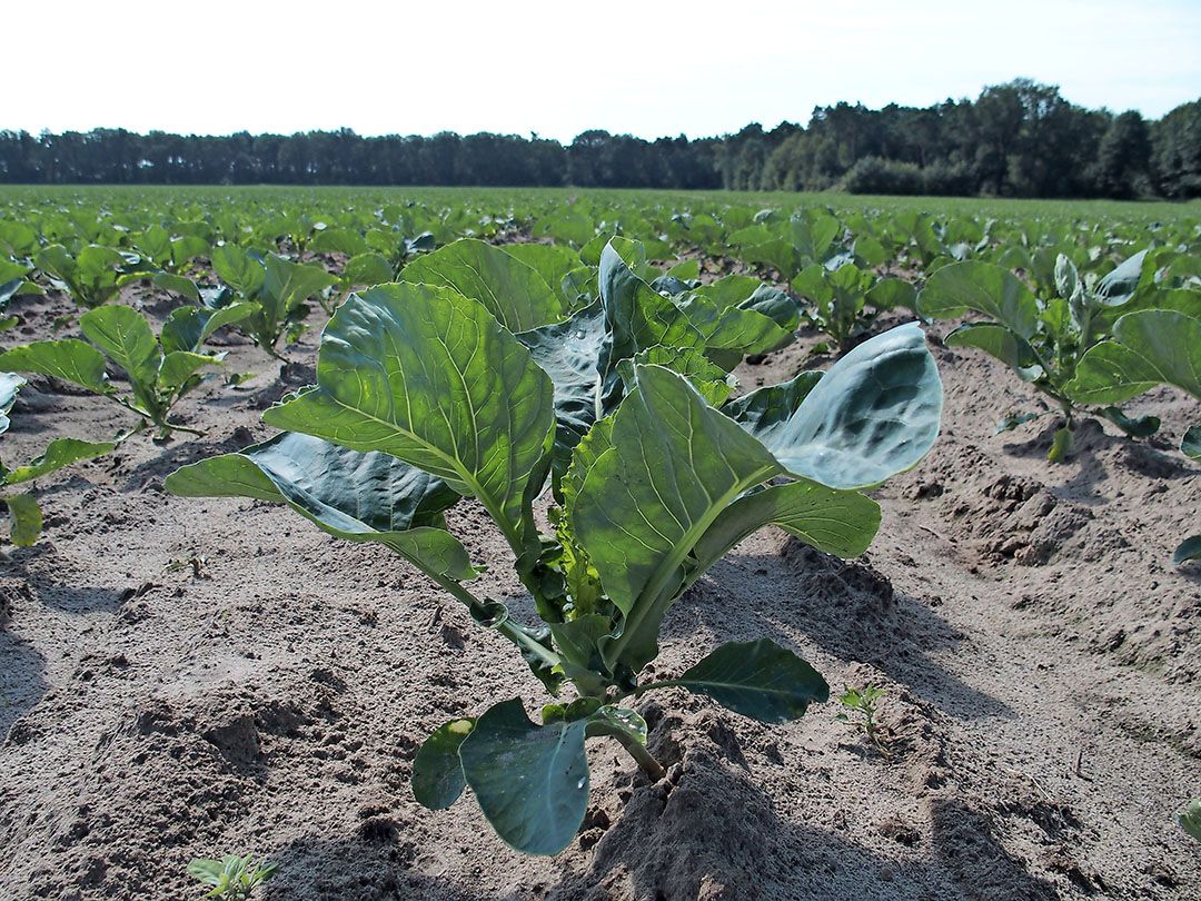 Meerdere bloemkoolrassen zijn geschikt voor de weeuwenteelt in 6-cm perspotten. - Foto: Stan Verstegen