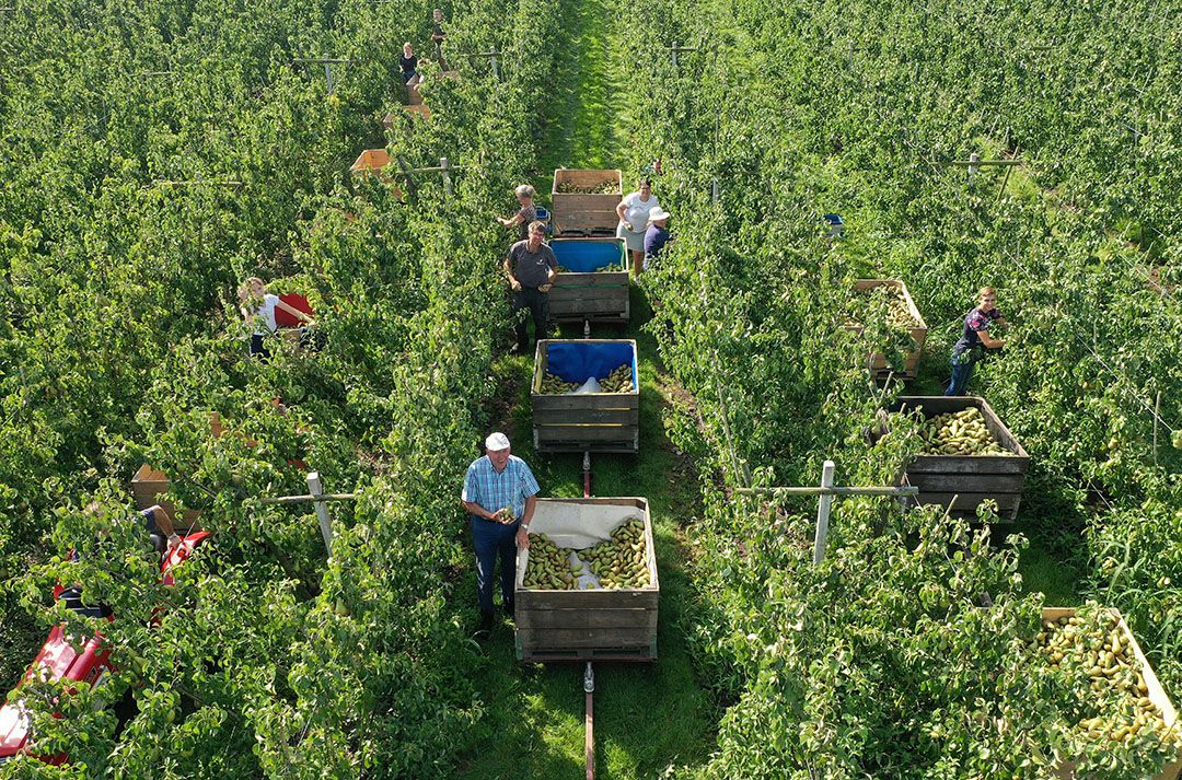 Werken in de fruitteelt zien wat oudere en hoge opgeleide Nederlanders best zitten. - Foto: Vidiphoto