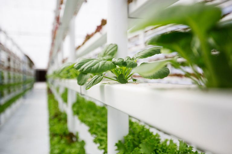 Vertical farming. - Foto: Canva