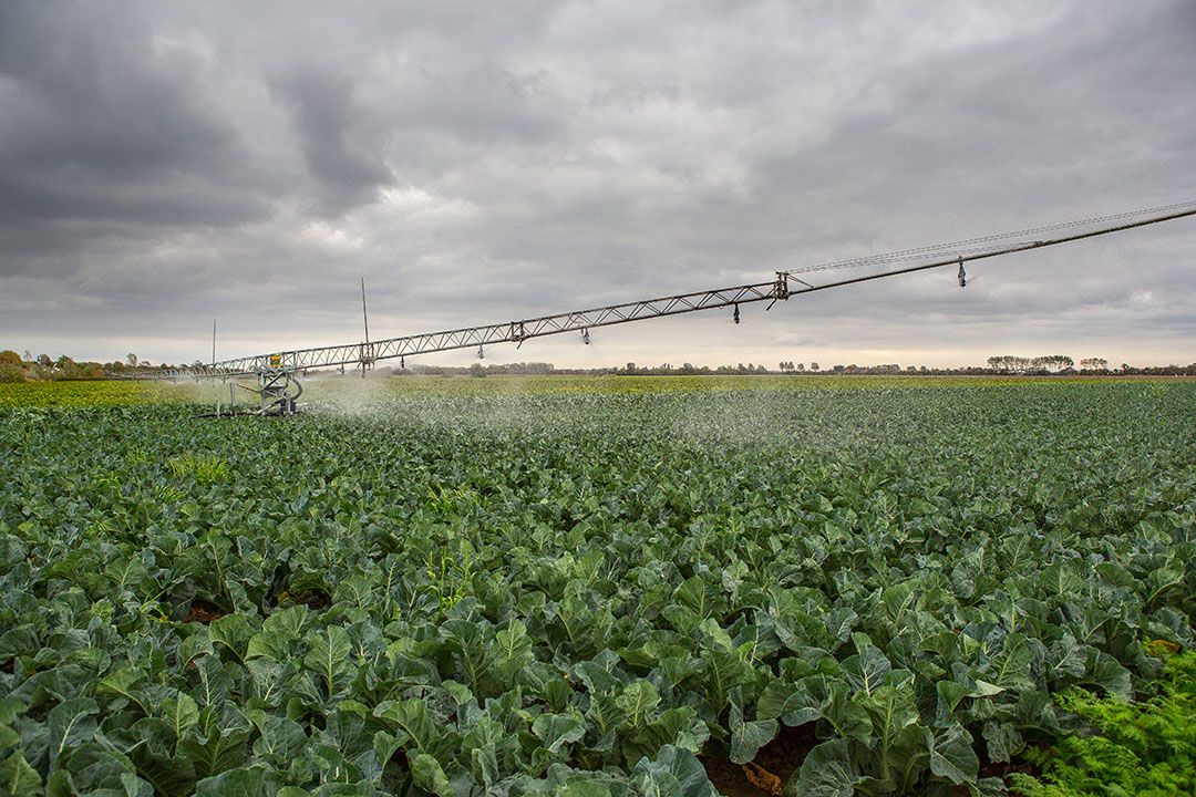 Archieffoto van het beregenen van bloemkool. Mogelijk valt er de komende dagen wat regen, maar na Bevrijdingsdag wordt weer een langere periode voorzien met droog en warm weer. - Foto: Peter Roek