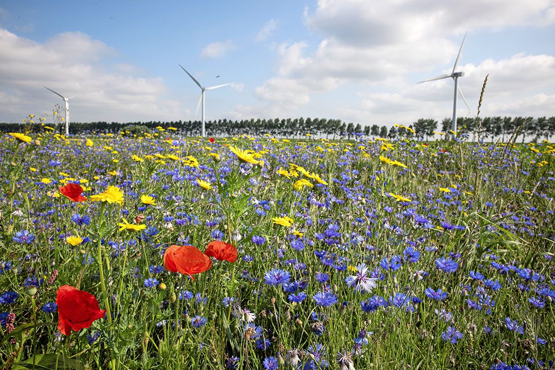 Het RIVM ziet mogelijkheden om nieuwe verdienmodellen te maken waarin kosten en baten van akkerranden evenrediger verdeeld worden. - Foto: Peter Roek