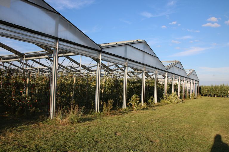 De teelt van appels onder cabriokap leert dat overkapt telen tot veel minder inzet van gewasbeschermingsmiddelen leidt. Foto’s: Wouter van Teeffelen