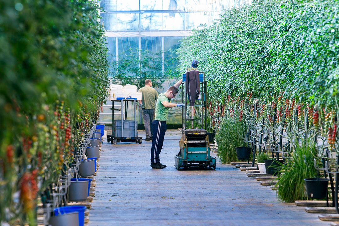 Agro Care is een van de eerste gebruikers van kunstmatige intelligentie van Source.ag. - Foto: Joep van der Pal