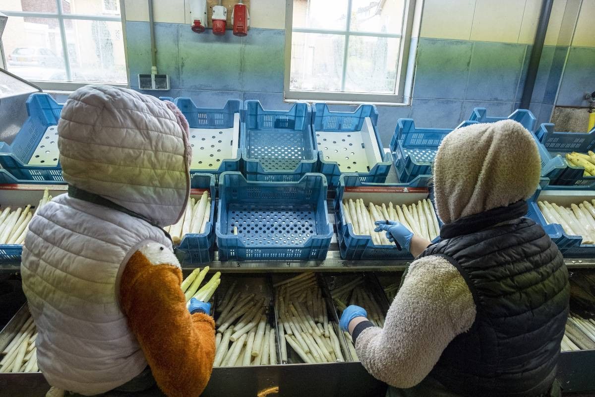 LTO bevordert zoveel mogelijk vast dienstverband in plaats van detachering van medewerkers in de tuinbouw. – Foto: ANP/Hollandse Hoogte/Paulien van de Loo