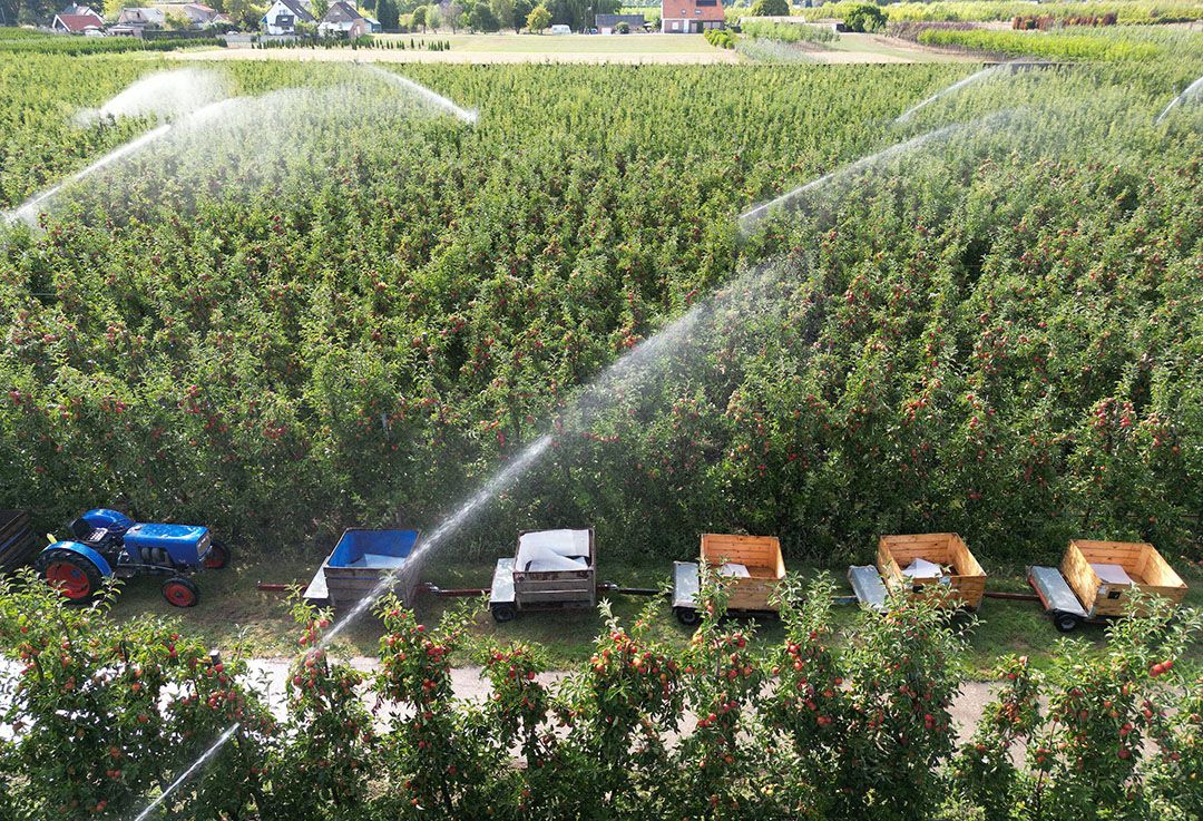 Beregenen tijdens de pluk kan tegen hittestress, zoals hier bij fruitbedrijf VreeFruit in Dodewaard. - Foto: VidiPhoto