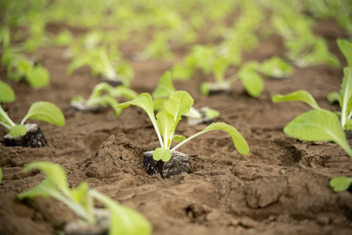 Illustratieve foto van jonge koolplanten. Het faillissement van West Plant kan grote gevolgen hebben voor vollegrondsgroentetelers. Foto: Bram Becks Fotografie