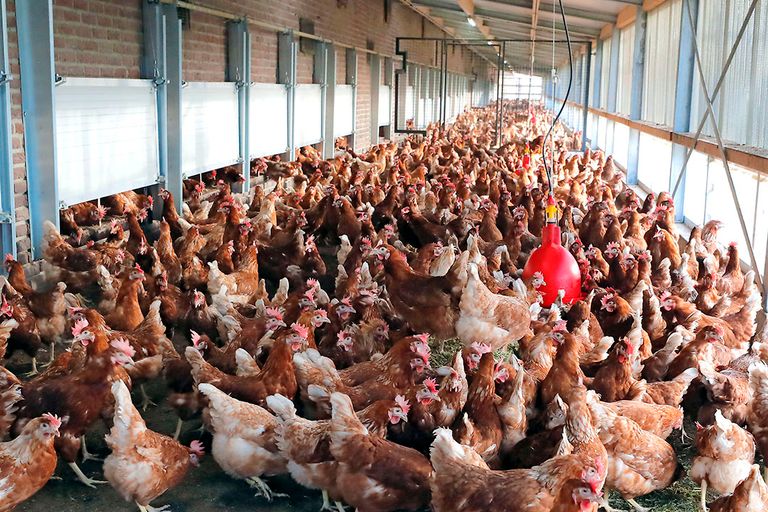Kippen in een overdekte uitloop. Op 23 oktober 2020 stelde LNV-minister Schouten voor heel Nederland een ophokplicht in voor alle bedrijven die commercieel pluimvee houden. - Foto: Bert Jansen