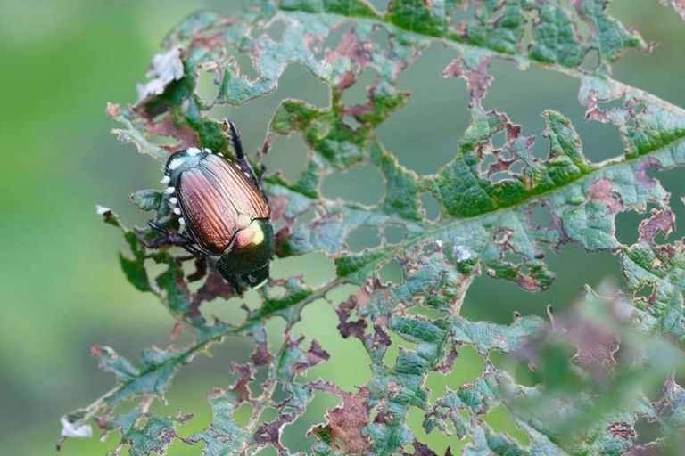 De japankever (Popillia japonica) is een gevaar voor veel gewassen. Het insect vreet het bladgroen tussen de nerven weg. - Foto: Canva/phalder