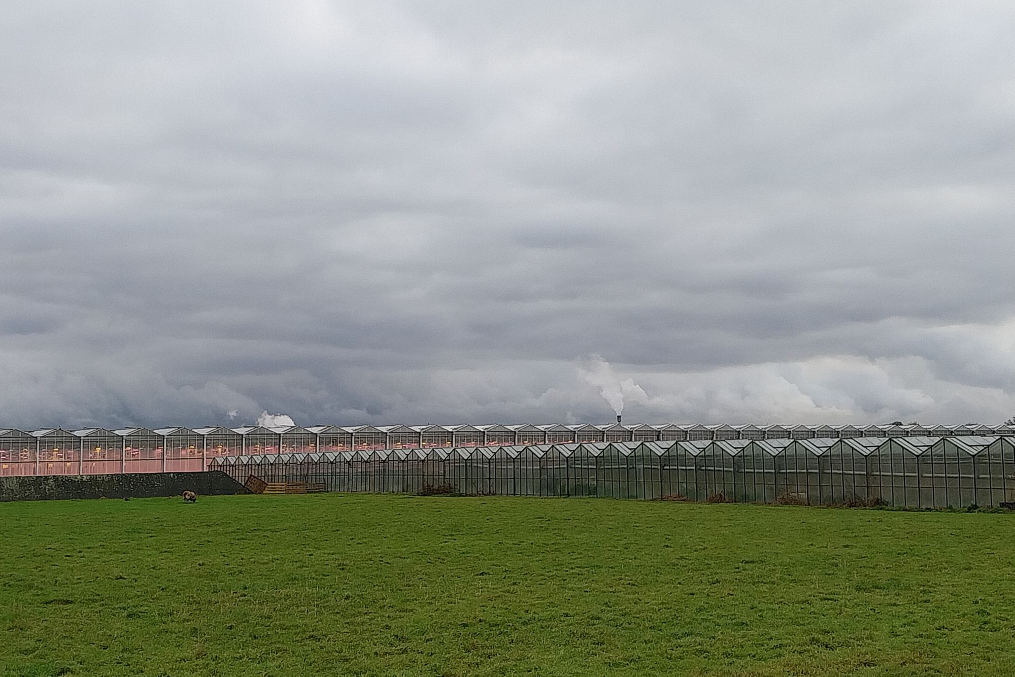 Kassen en grasland in Pijnacker. De verenigde Vergadering van Delfland stemt op 10 april over een plan voor vergunnings- en compensatieplicht voor bouwen van kassen op open grond. Foto: Ton van der Scheer