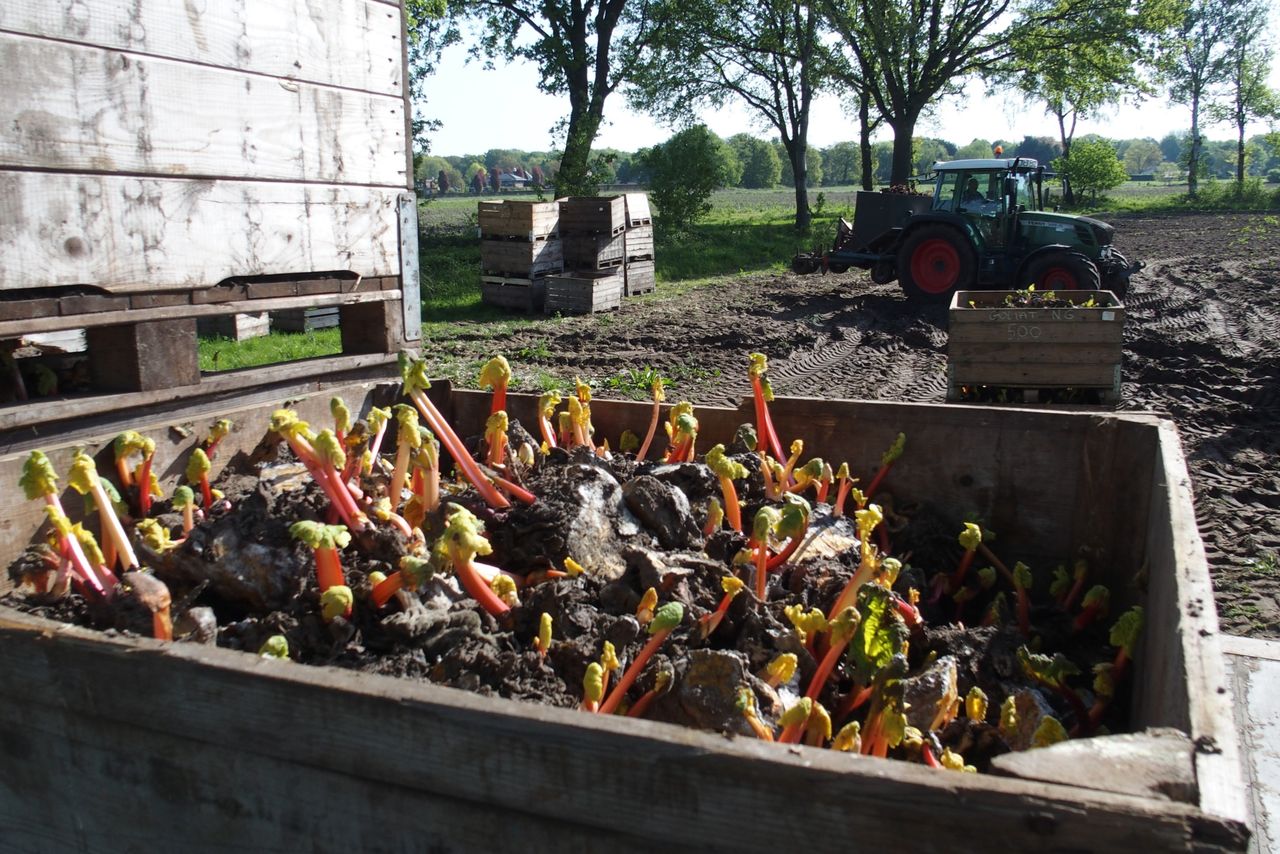 Op 2 mei plantte Niek Gielens rabarber voordat het 's avonds weer flink begon te regenen. – Foto: Stan Verstegen.