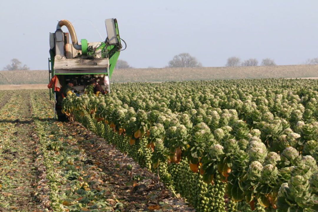 Marges spruitenteler niet meer gemonitord. - Foto: Anton Dingemanse