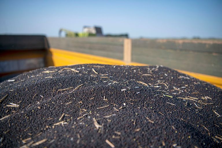Mogelijk droog weer door het weerfenomeen El Niño prikkelt de koolzaadnotering. Foto: Mark Pasveer