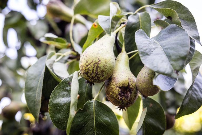 Peren met barsten door overvloedige regenval na een periode van droogte. Ook schimmelziekten spelen op na de vele regen. Foto: ANP / Hollandse Hoogte / Rob Engelaar