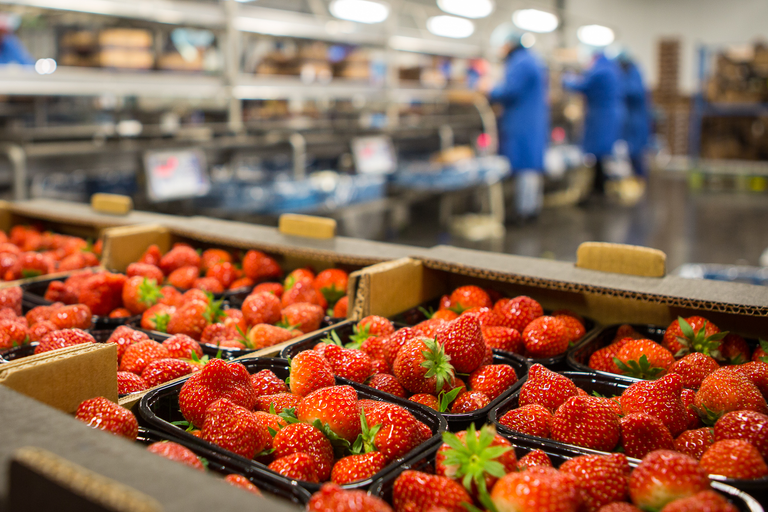 Aardbeiprijs licht onder druk