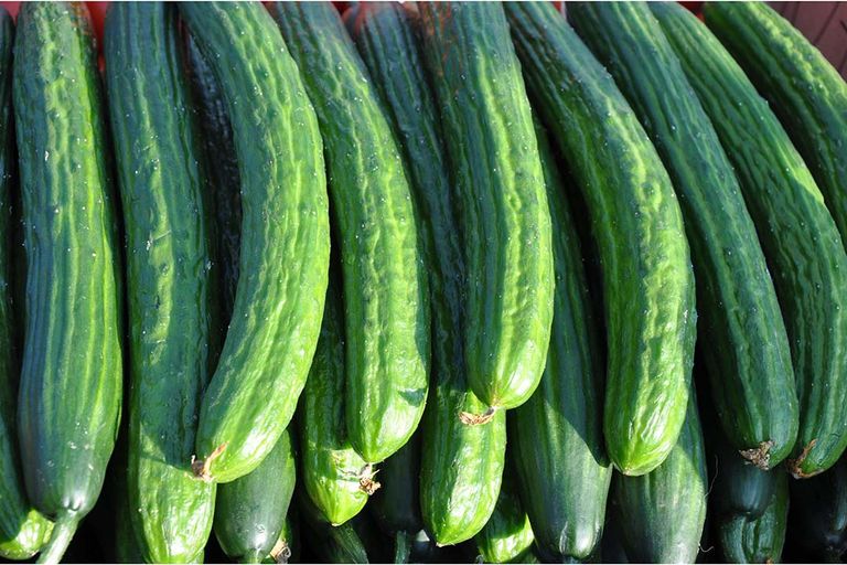 Van de komkommers op Reichenau wordt bijna de helft van het product biologisch geteeld in de Zuid-Duitse bodem. Foto: Canva