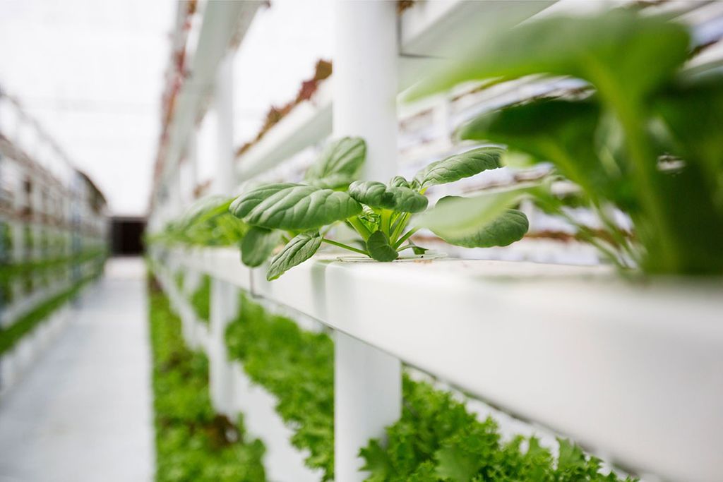 Vertical farming. - Foto: Canva