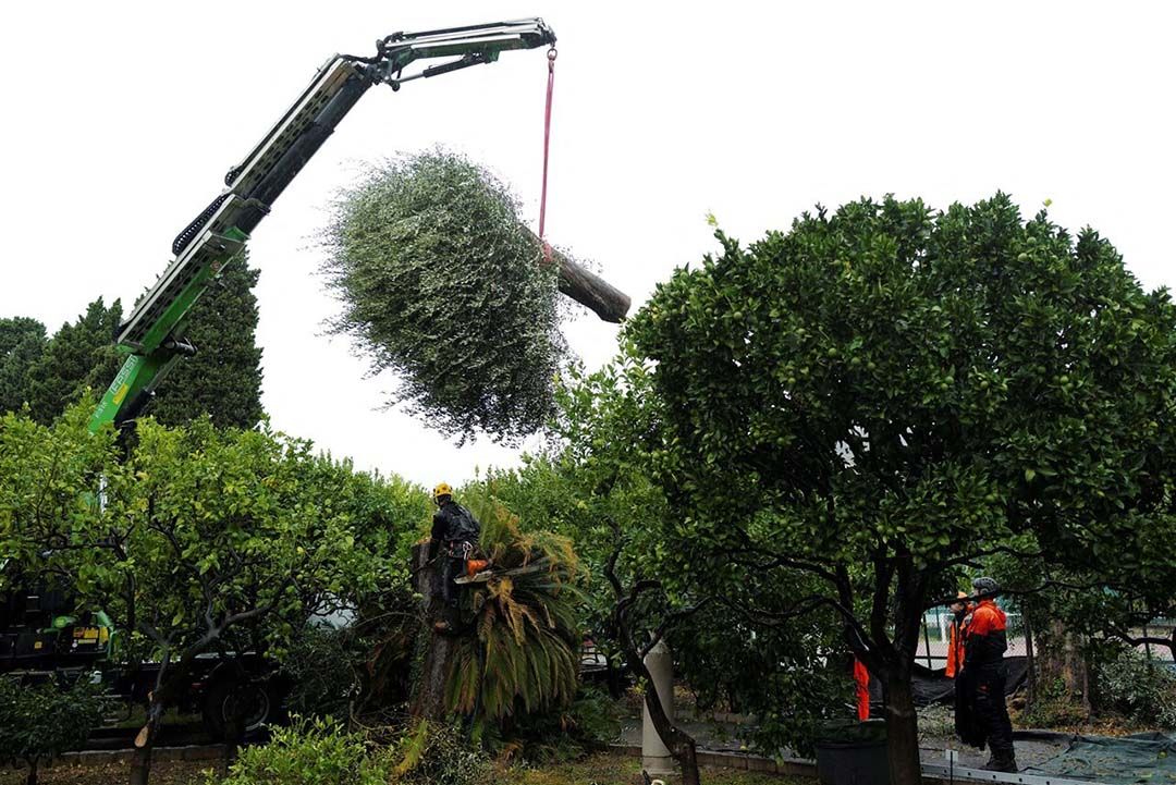 Voor ziekten op de prioriteitlijst zoals Xylella moeten diensten als NVWA oefenen hoe in te grijpen bij een uitbraak. - Foto: ANP