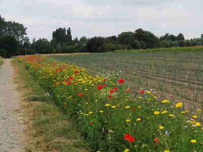 De bloeiende bloemen naast het perceel prei. - Foto: Frank Schelfhout