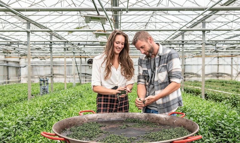 Theemakers Dionne Oomen en Johan Jansen in hun plantage in Zundert. Hier wordt 8.000 kilo thee per jaar geplukt voor de thee van LocalTea. - Foto: Jan Willem Houweling