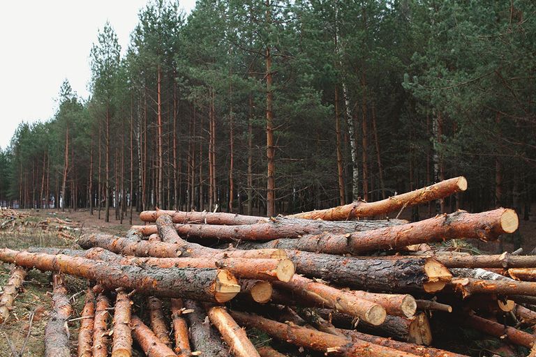 Vorige week zocht onze partner Wereld Natuurfonds (WWF) de publiciteit met een eigen onderzoek naar de oorzaken van ontbossing. Foto: Canva