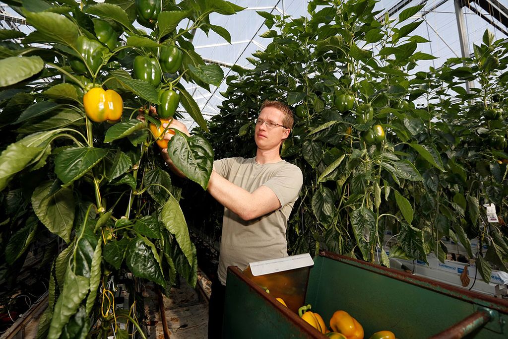 Oogst van gele paprika. - Foto: Roel Dijkstra