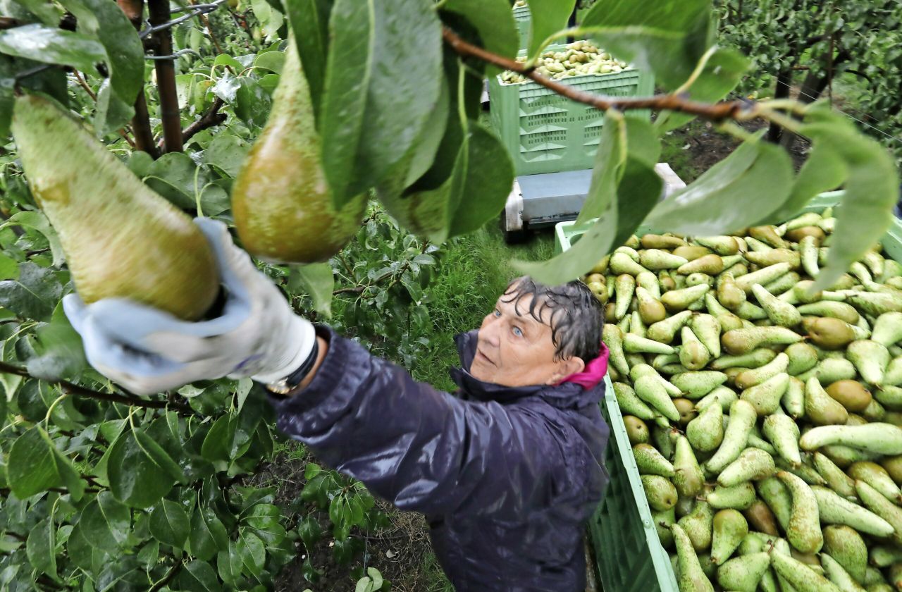 Oogst Conference-peren. -foto: G&F