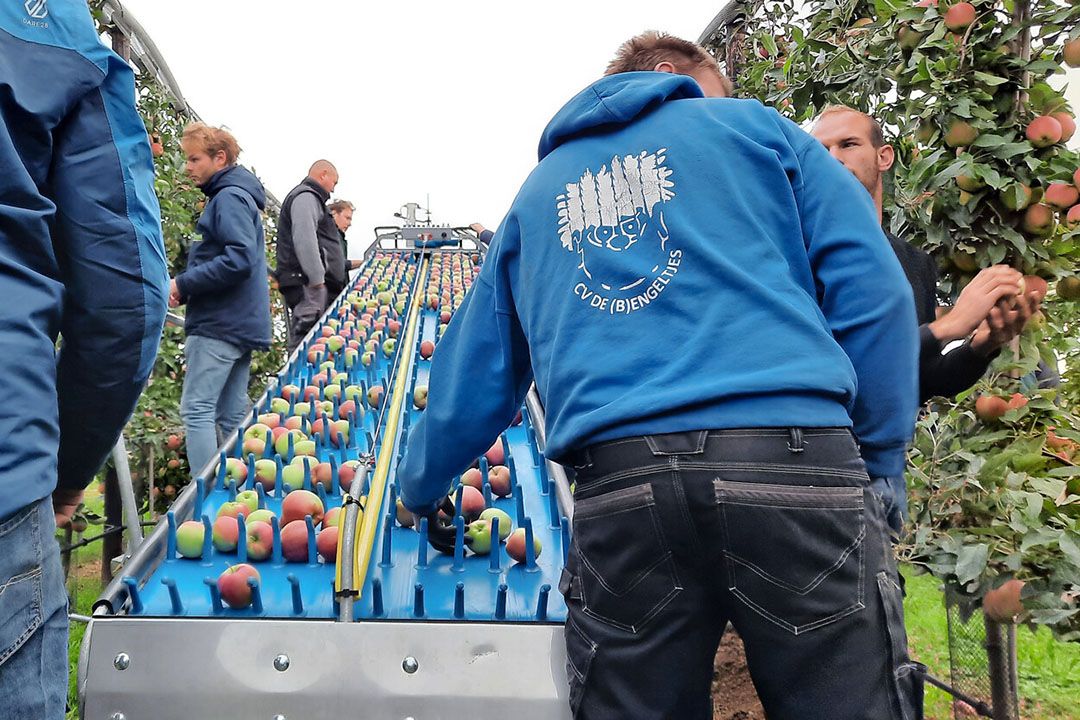 Plukbandmachine Pluto van fabrikant Boreco. - Foto: Wouter van Teeffelen