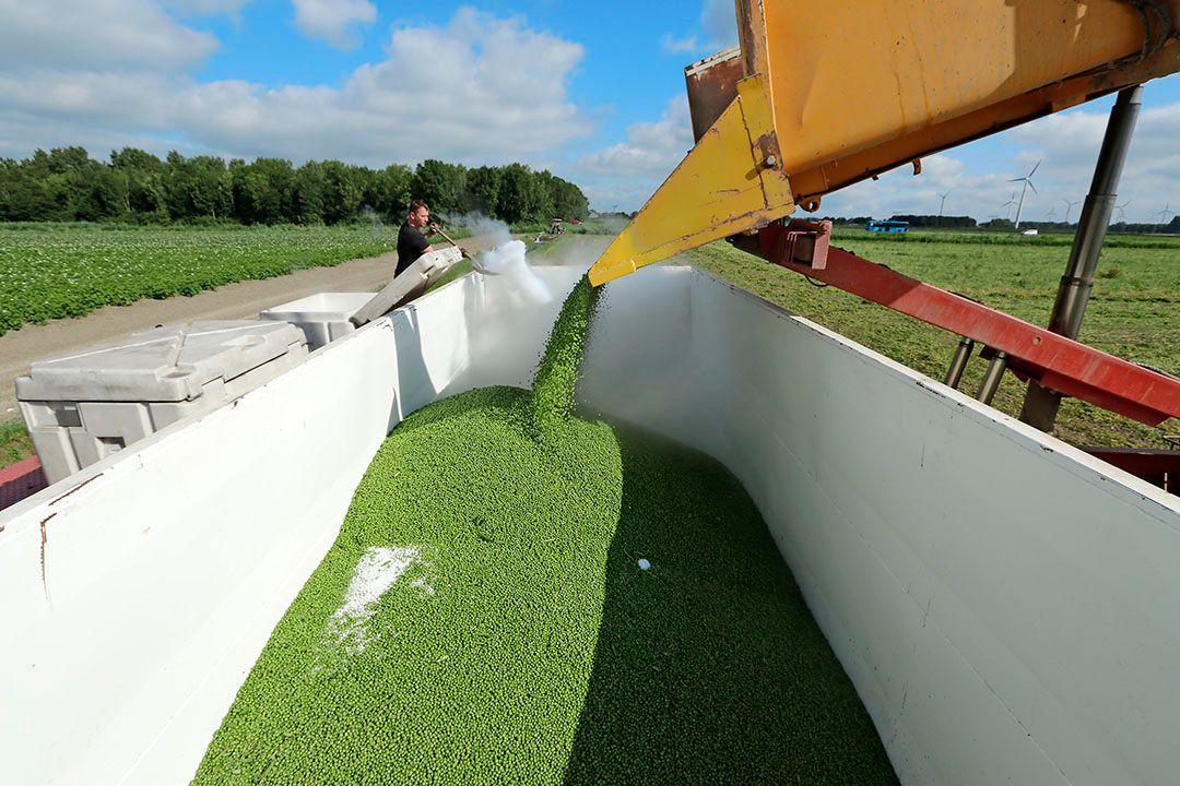 Oogst van erwten. Foto: Henk Riswick