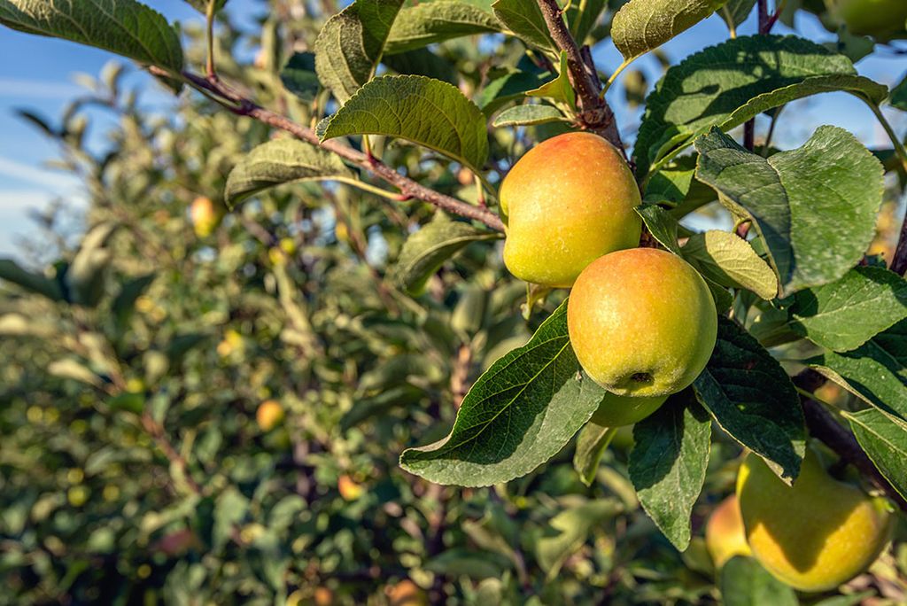 Jonagold-appels in Hongarije mogen onder het erkende regiomerk Szabolcsi alma worden afgezet. - Foto: ANP